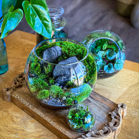 How to Make a Cheap Terrarium How to Make a Cheap Terrarium